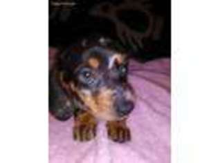 Dachshund Puppy for sale in Sacramento, CA, USA