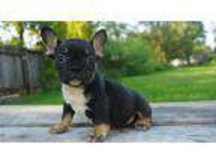French Bulldog Puppy for sale in Manvel, TX, USA