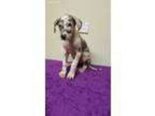 Great Dane Puppy for sale in Greenbrier, AR, USA
