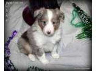 Shetland Sheepdog Puppy for sale in Wister, OK, USA