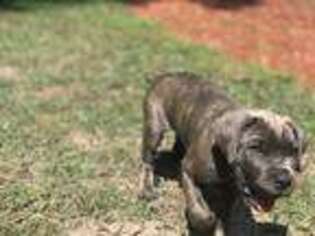 Cane Corso Puppy for sale in Largo, FL, USA