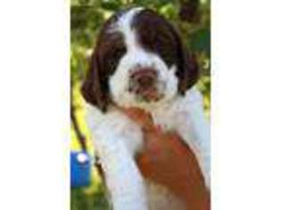 English Springer Spaniel Puppy for sale in Tenino, WA, USA