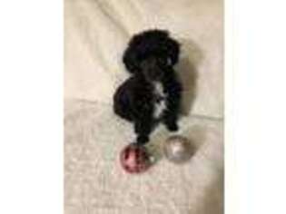 Mutt Puppy for sale in Richfield, NC, USA