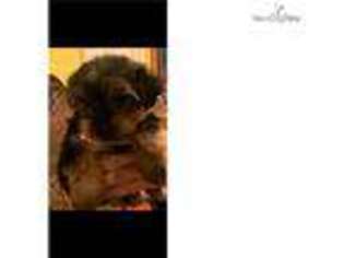 Yorkshire Terrier Puppy for sale in Austin, TX, USA