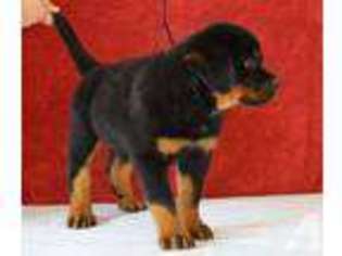 Rottweiler Puppy for sale in CAPE CORAL, FL, USA