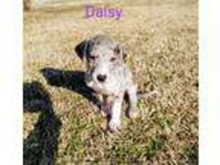 Great Dane Puppy for sale in Pineville, MO, USA