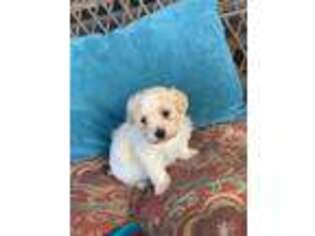 Havanese Puppy for sale in Louisburg, KS, USA