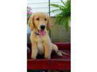 Golden Retriever Puppy for sale in Lovington, IL, USA