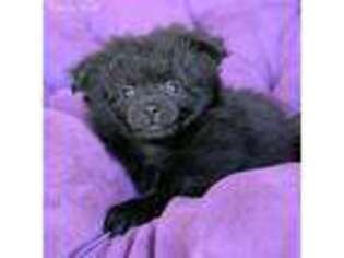 Pomeranian Puppy for sale in Sandy, UT, USA