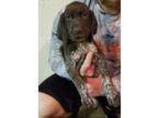German Shorthaired Pointer Puppy for sale in Carterville, IL, USA