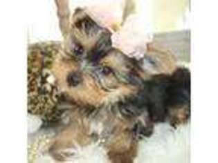Yorkshire Terrier Puppy for sale in San Angelo, TX, USA