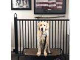 Goldendoodle Puppy for sale in Brigham City, UT, USA
