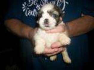 Mutt Puppy for sale in Forsyth, GA, USA