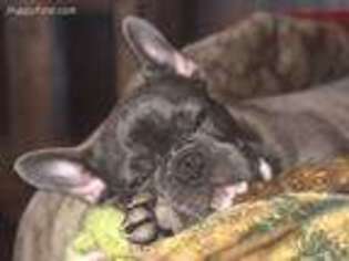 French Bulldog Puppy for sale in West Monroe, LA, USA