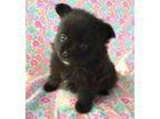 Pomeranian Puppy for sale in Rosanky, TX, USA