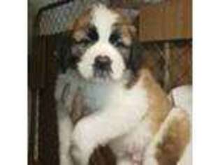 Saint Bernard Puppy for sale in Milton, FL, USA