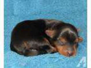 Yorkshire Terrier Puppy for sale in ALEXANDRIA, KY, USA