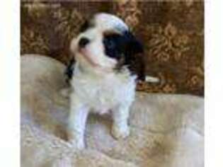 Cavalier King Charles Spaniel Puppy for sale in Dunnellon, FL, USA