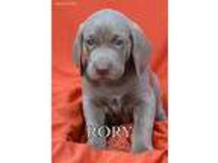 Weimaraner Puppy for sale in Coshocton, OH, USA