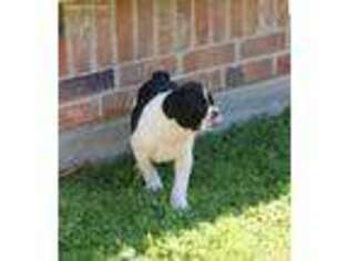 Olde English Bulldogge Puppy for sale in Duncanville, TX, USA