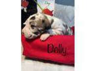Great Dane Puppy for sale in Milton, FL, USA