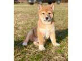 Shiba Inu Puppy for sale in Rogersville, MO, USA