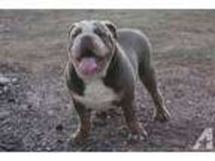 Olde English Bulldogge Puppy for sale in DALLAS, TX, USA