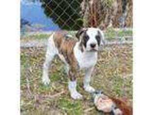 American Bulldog Puppy for sale in Port Saint Lucie, FL, USA