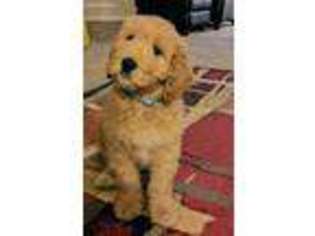 Goldendoodle Puppy for sale in Grand Forks, ND, USA