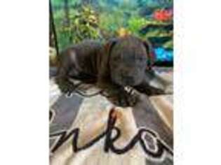 Cane Corso Puppy for sale in Lawrenceville, GA, USA
