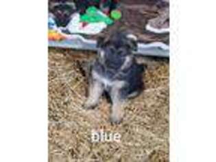 German Shepherd Dog Puppy for sale in Big Rock, TN, USA