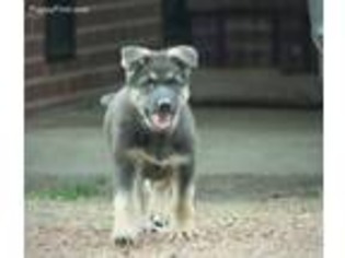 Mutt Puppy for sale in Woodland, NC, USA