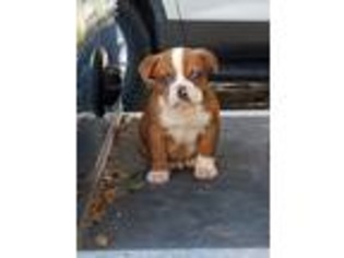 Olde English Bulldogge Puppy for sale in Lamar, SC, USA