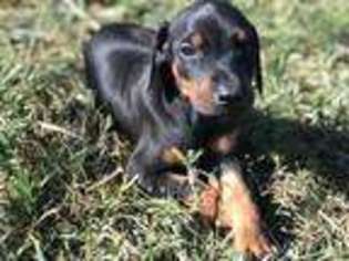 Doberman Pinscher Puppy for sale in Buffalo, MO, USA