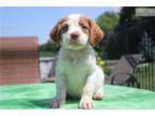 Brittany Puppy for sale in Rockford, IL, USA