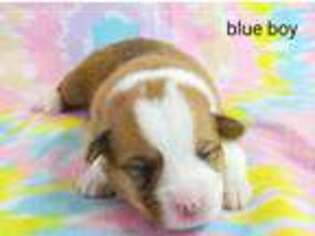 Pembroke Welsh Corgi Puppy for sale in Ashley, IN, USA