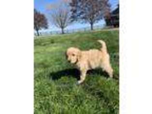 Goldendoodle Puppy for sale in Frankfort, IN, USA