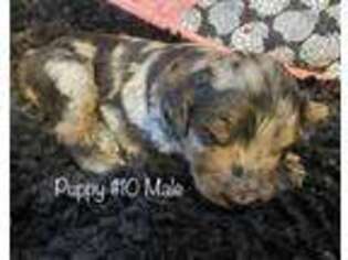 Mutt Puppy for sale in Burley, ID, USA