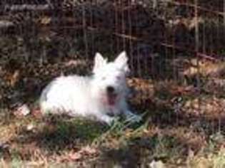 West Highland White Terrier Puppy for sale in Ararat, NC, USA