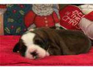 Bernese Mountain Dog Puppy for sale in Fayetteville, NC, USA