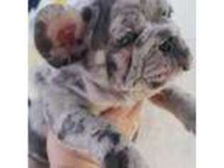 French Bulldog Puppy for sale in Wattsburg, PA, USA