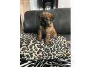 Mutt Puppy for sale in Clinton, IA, USA