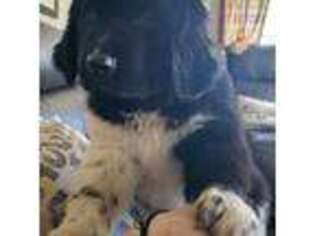 Newfoundland Puppy for sale in New Haven, IN, USA