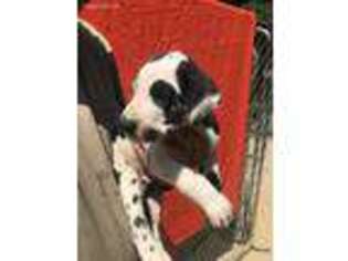 Great Dane Puppy for sale in Union Mills, NC, USA