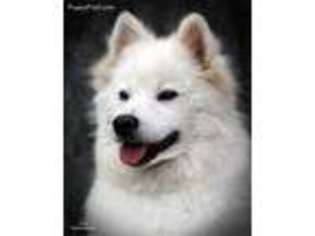 American Eskimo Dog Puppy for sale in Kelso, WA, USA