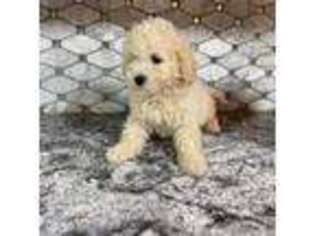 Maltese Puppy for sale in Rockaway, NJ, USA