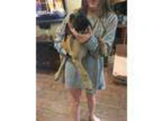 Mastiff Puppy for sale in Oklahoma City, OK, USA