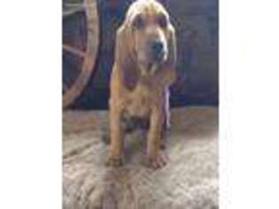 Bloodhound Puppy for sale in Leitchfield, KY, USA