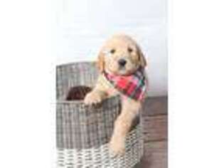 Goldendoodle Puppy for sale in Ovid, NY, USA