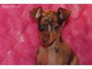 Harlequin Pinscher Puppy for sale in Glen Allen, VA, USA